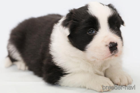 成約済の神奈川県のボーダーコリー-231167の6枚目